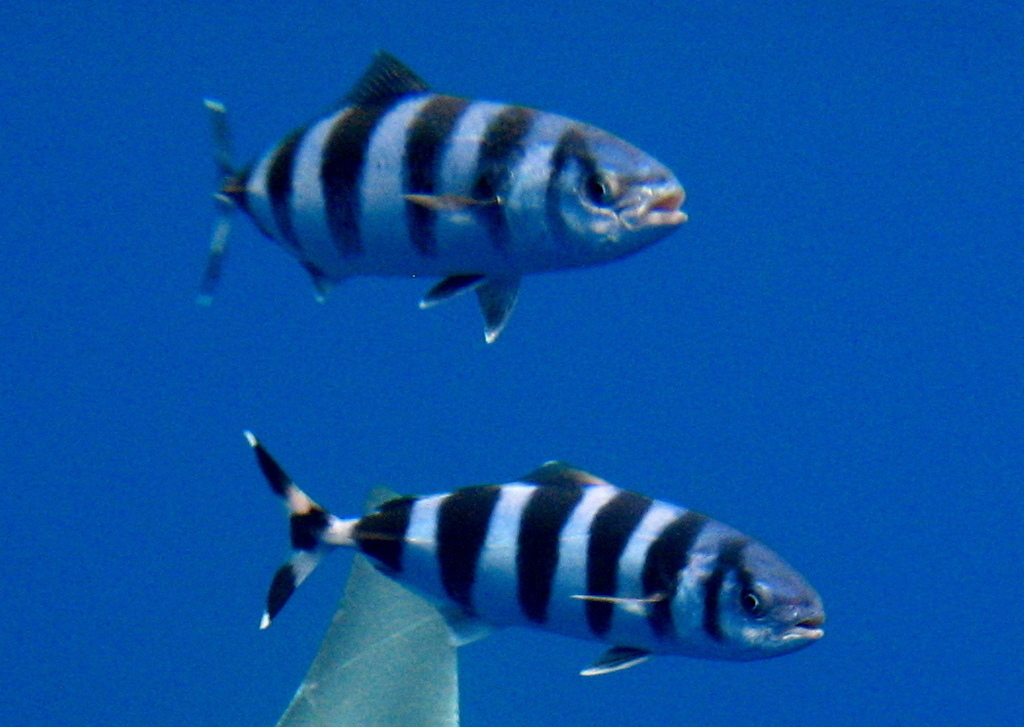 Pilotfish