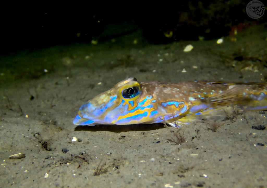 Common dragonet