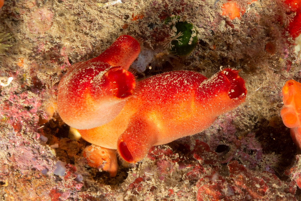 red sea squirt