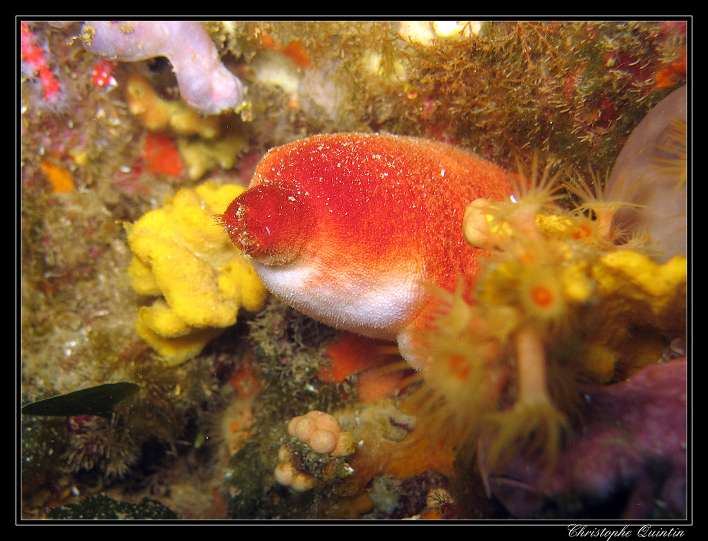 Ascidie rouge