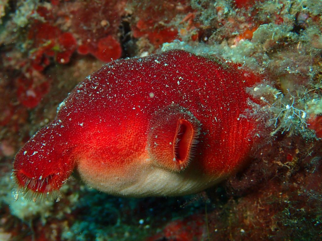 Ascidie rouge