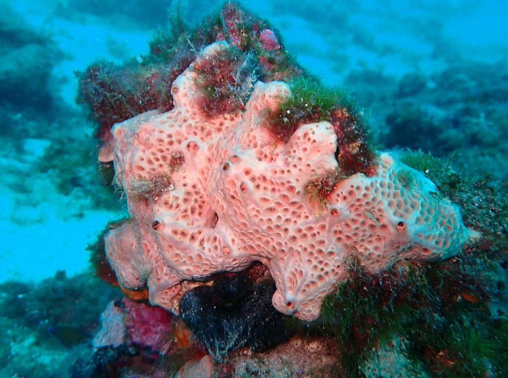 Pale Orange Crater Sponge