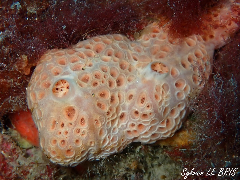 Pale Orange Crater Sponge