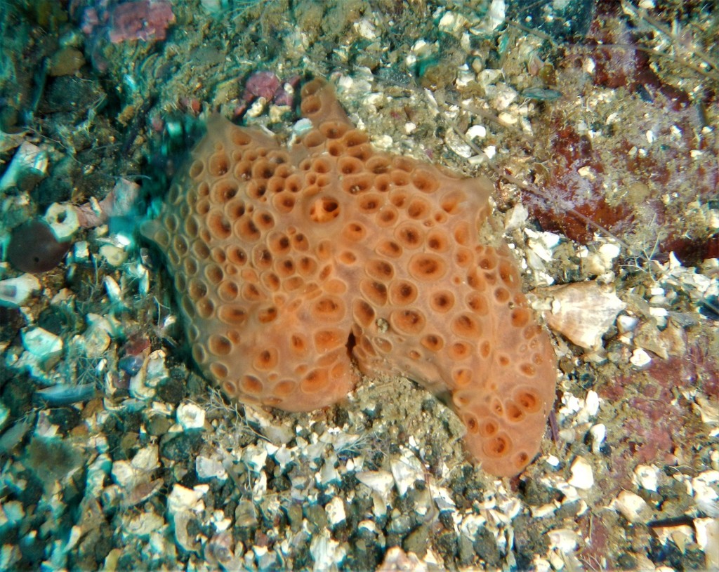 Pale Orange Crater Sponge