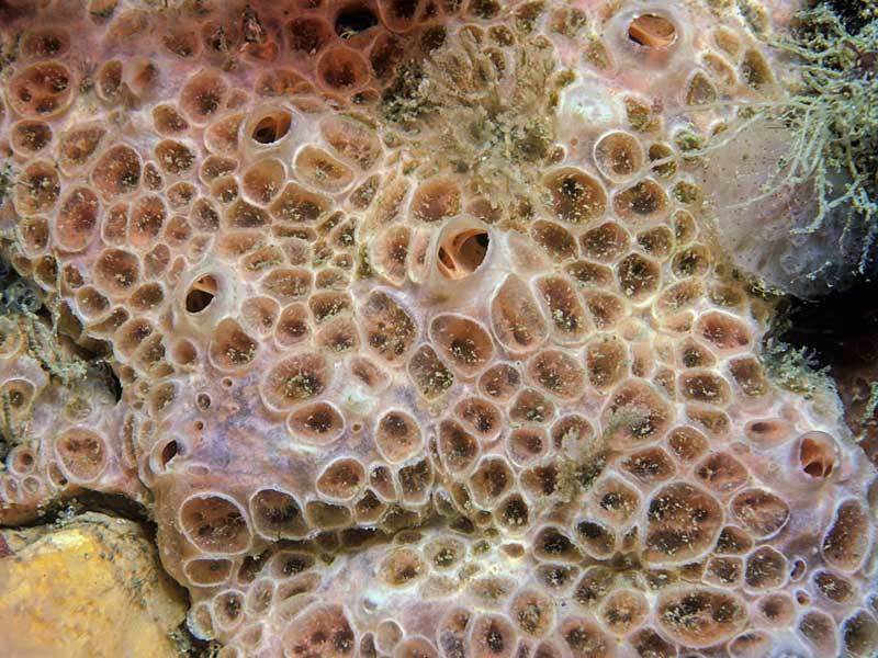 Pale Orange Crater Sponge