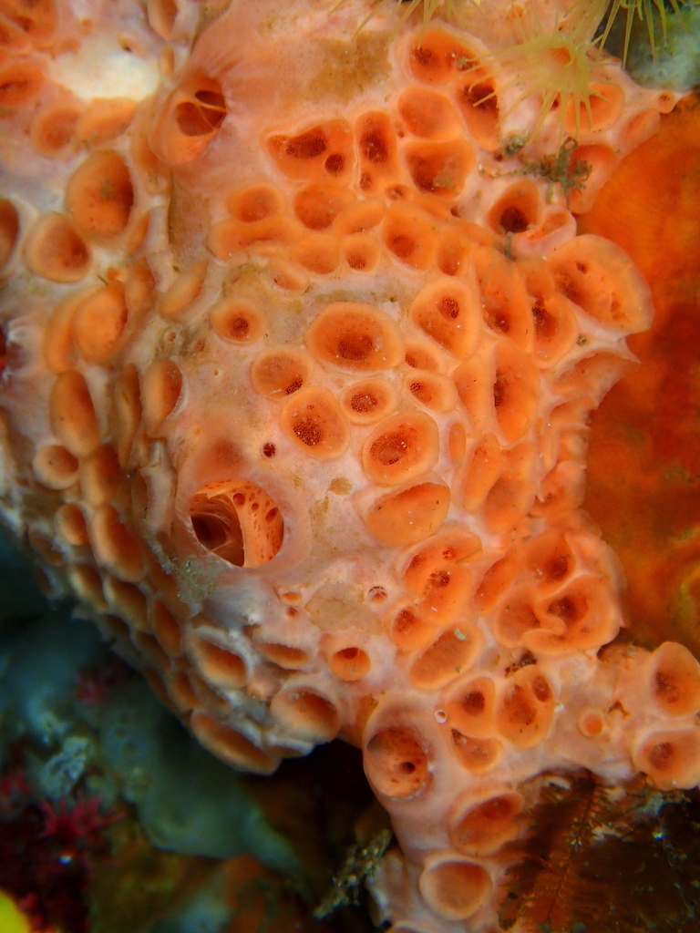 Pale Orange Crater Sponge