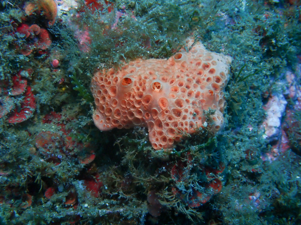 Pale Orange Crater Sponge