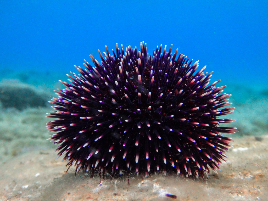 Violet Sea Urchin