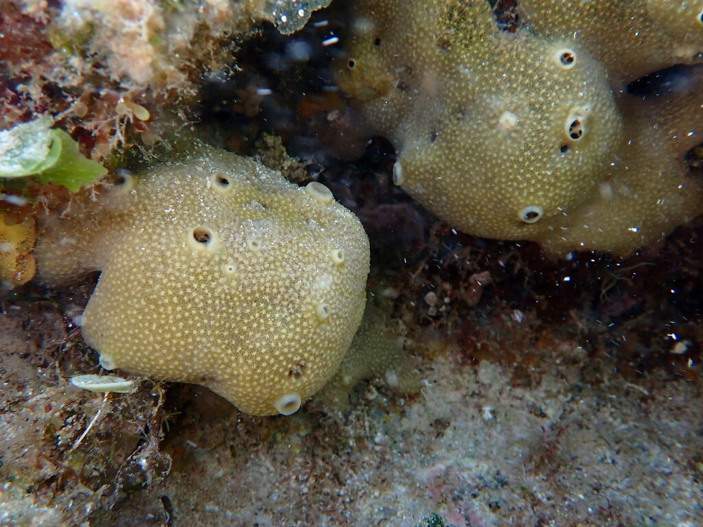 Variable Loggerhead Sponge