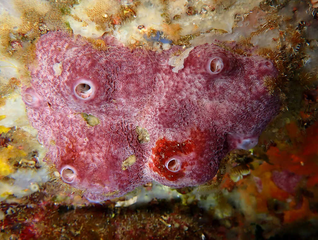 Variable Loggerhead Sponge