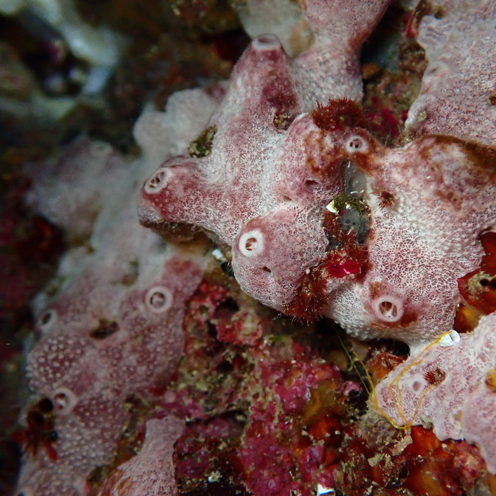 Variable Loggerhead Sponge