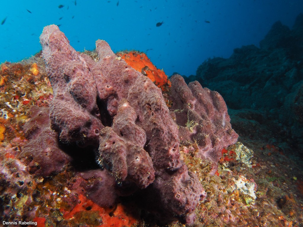 Variable Loggerhead Sponge