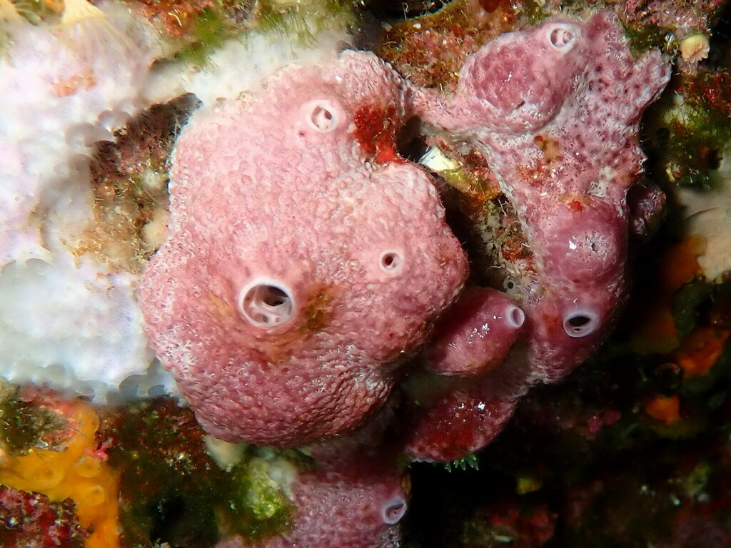 Variable Loggerhead Sponge