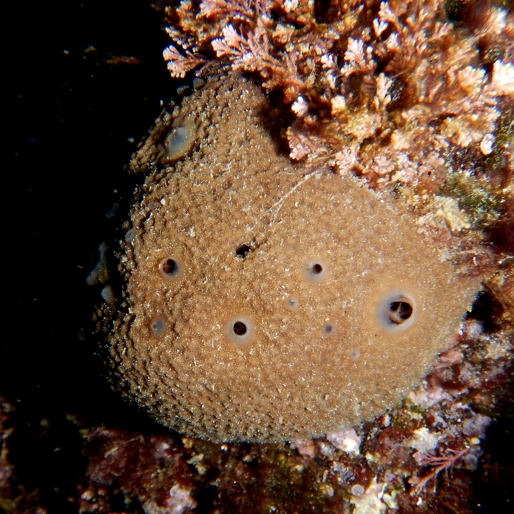 Variable Loggerhead Sponge