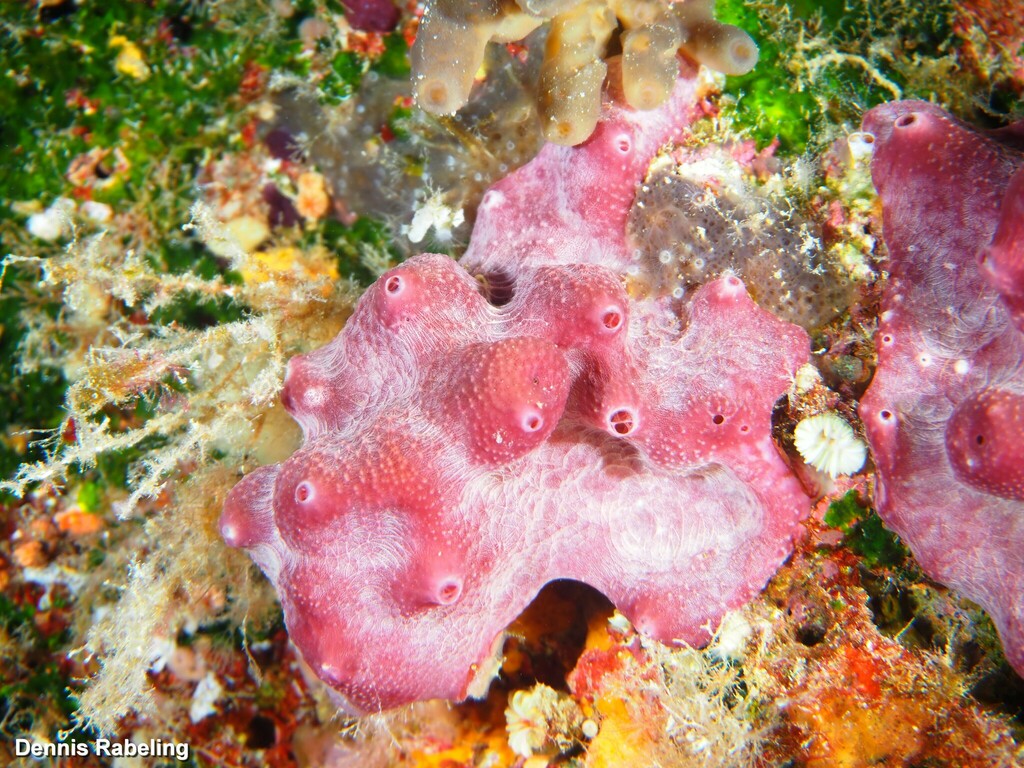 Variable Loggerhead Sponge