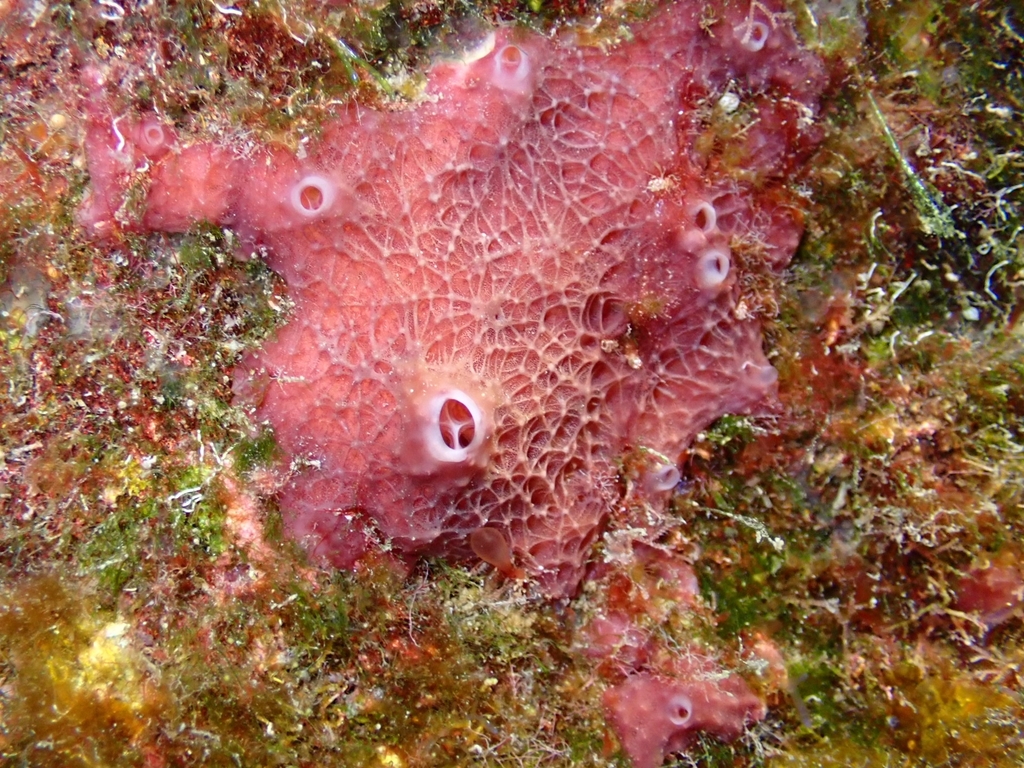 Variable Loggerhead Sponge