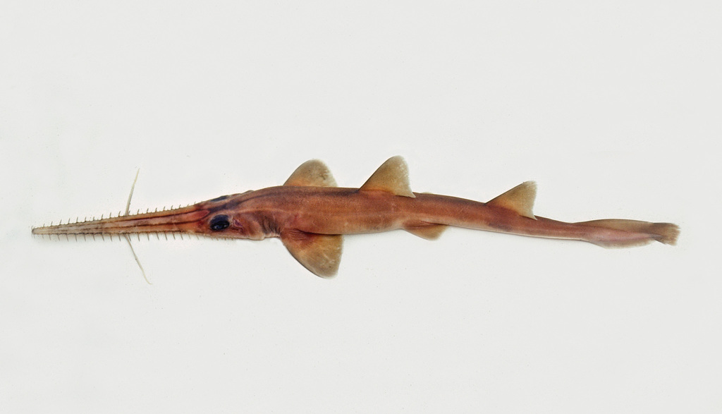 Common Sawshark