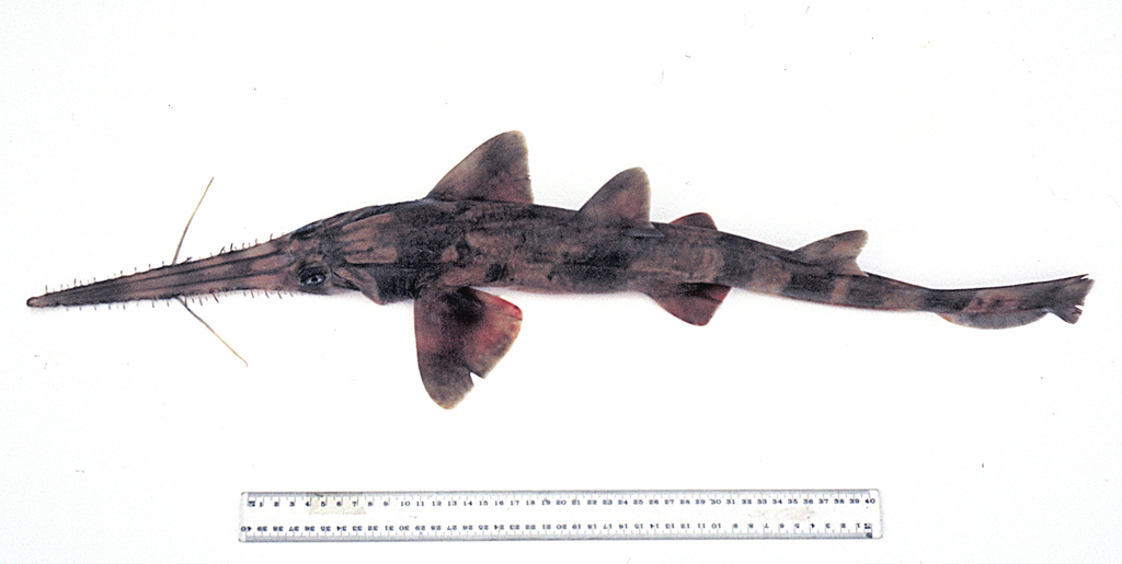 Common Sawshark