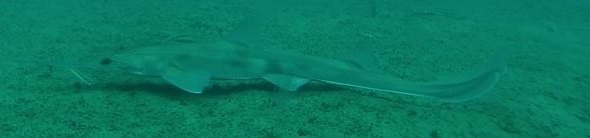Common Sawshark
