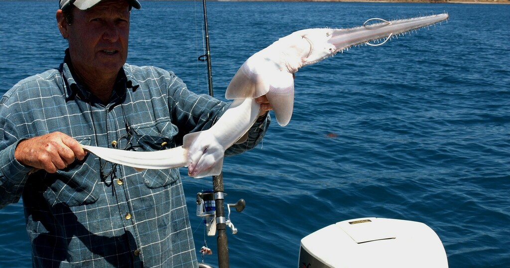 Common Sawshark
