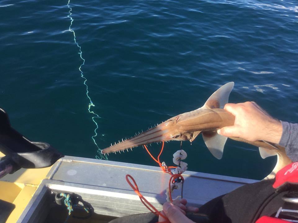 Common Sawshark
