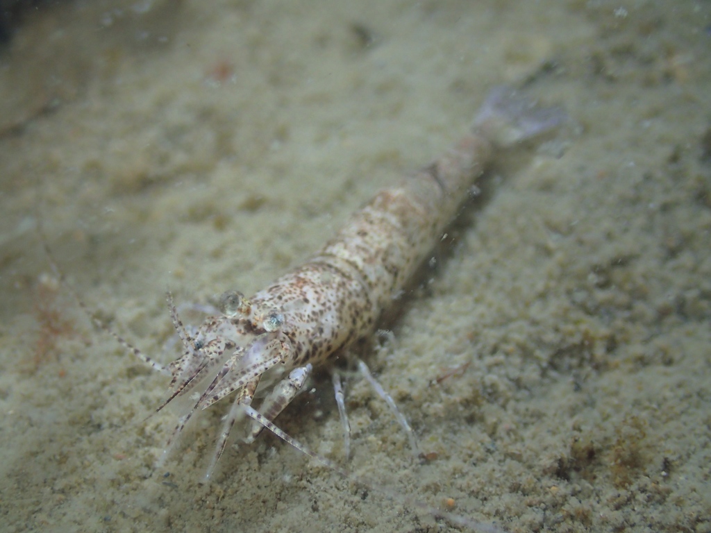 Brown Shrimp