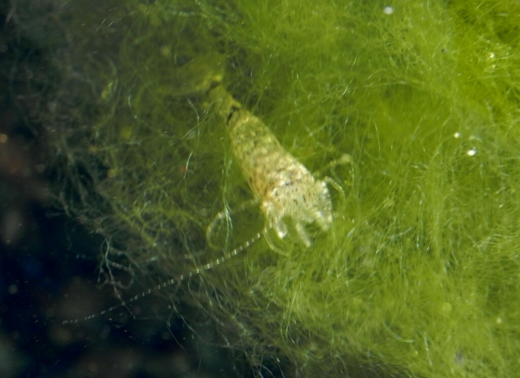 Brown Shrimp
