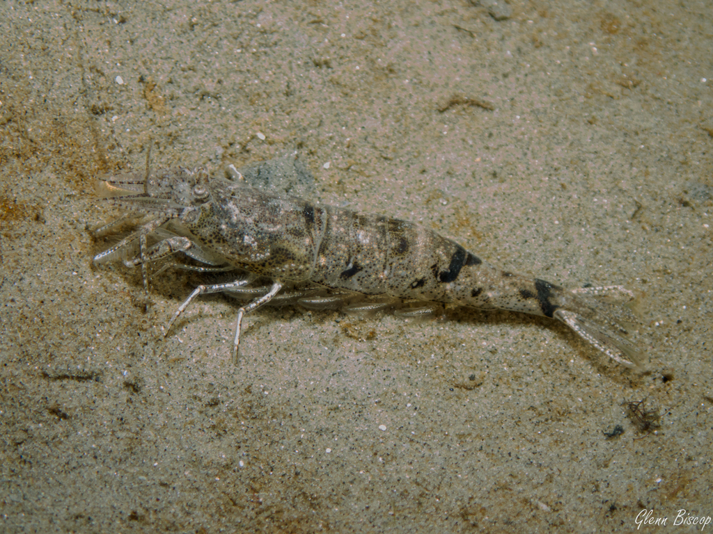 Brown Shrimp