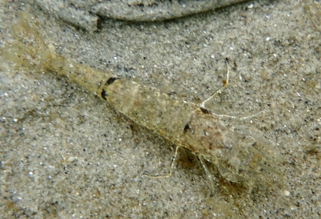Brown Shrimp
