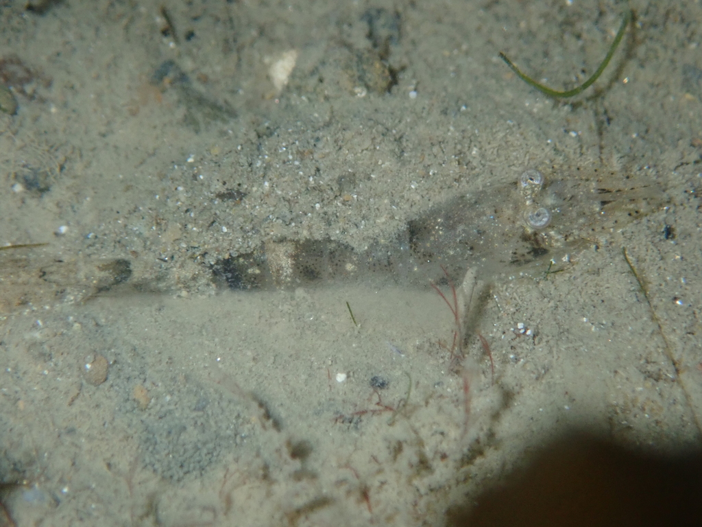 Brown Shrimp