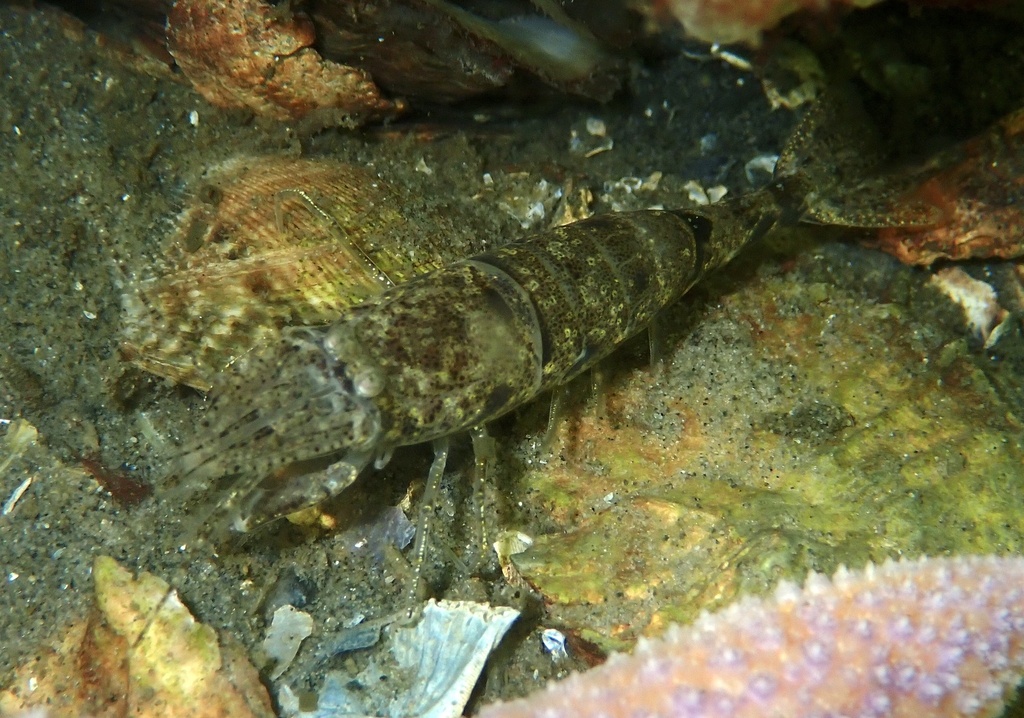 Brown Shrimp