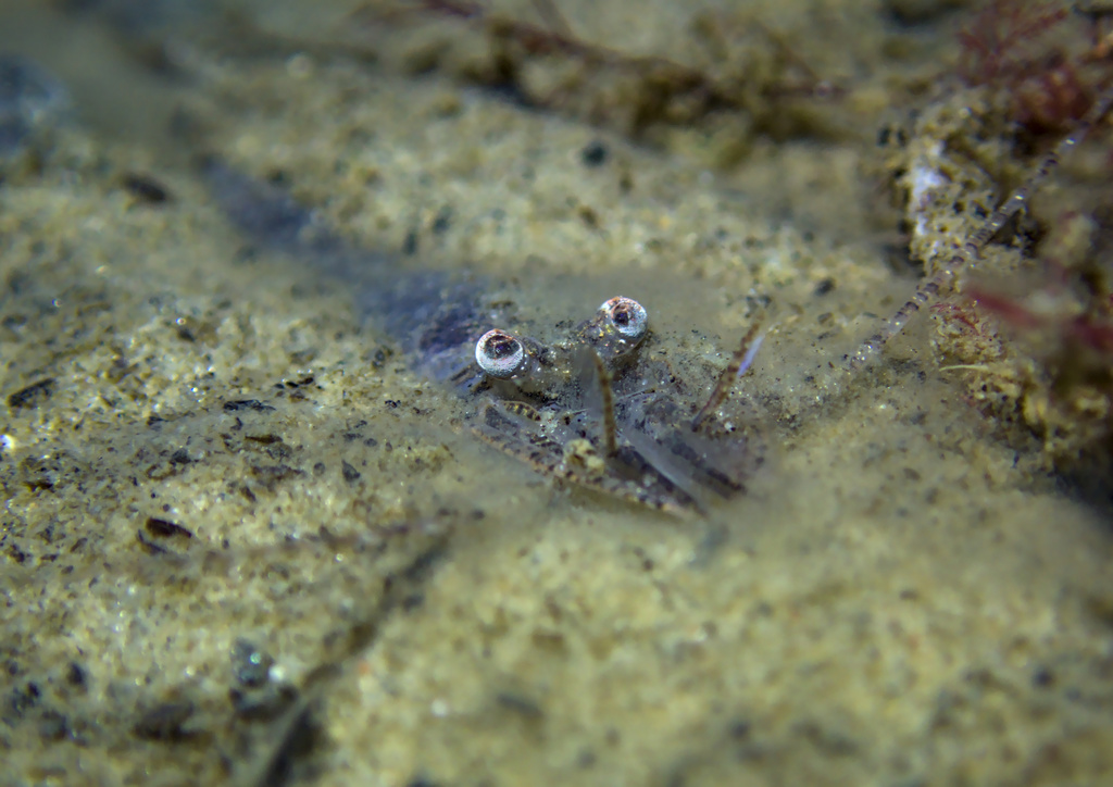 Brown Shrimp