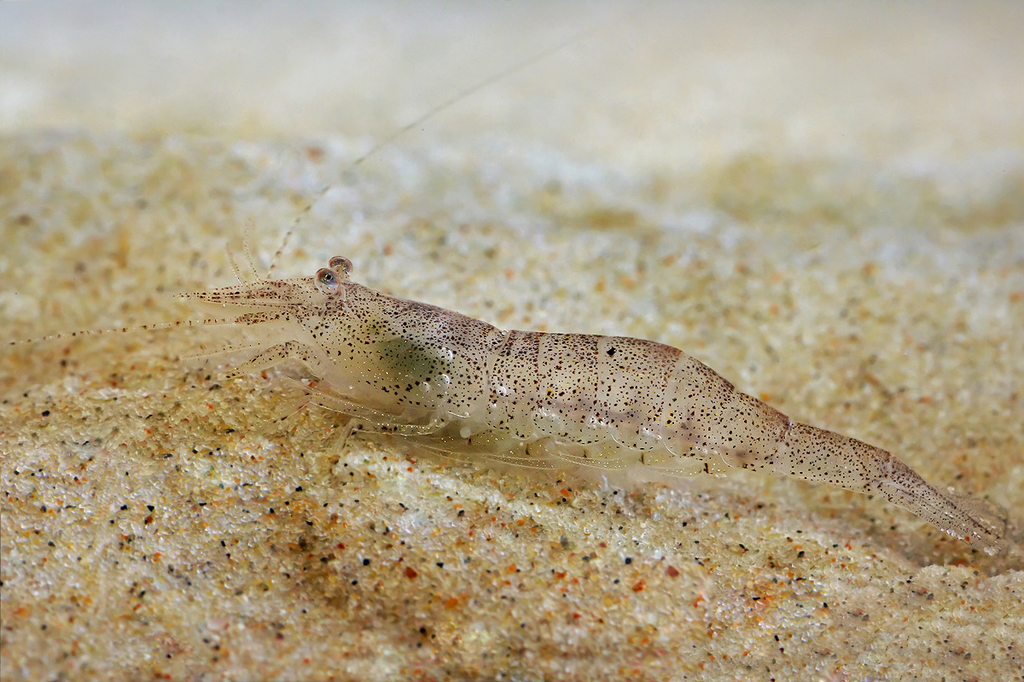 Brown Shrimp