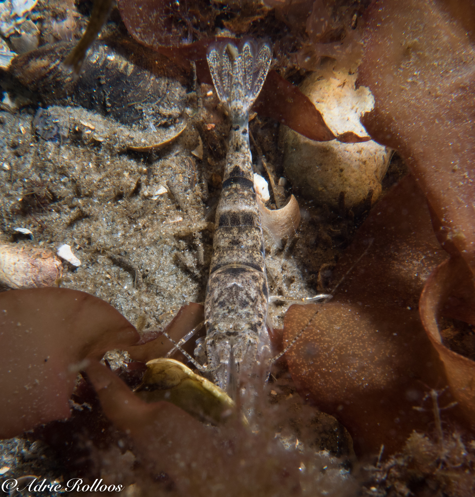 Brown Shrimp