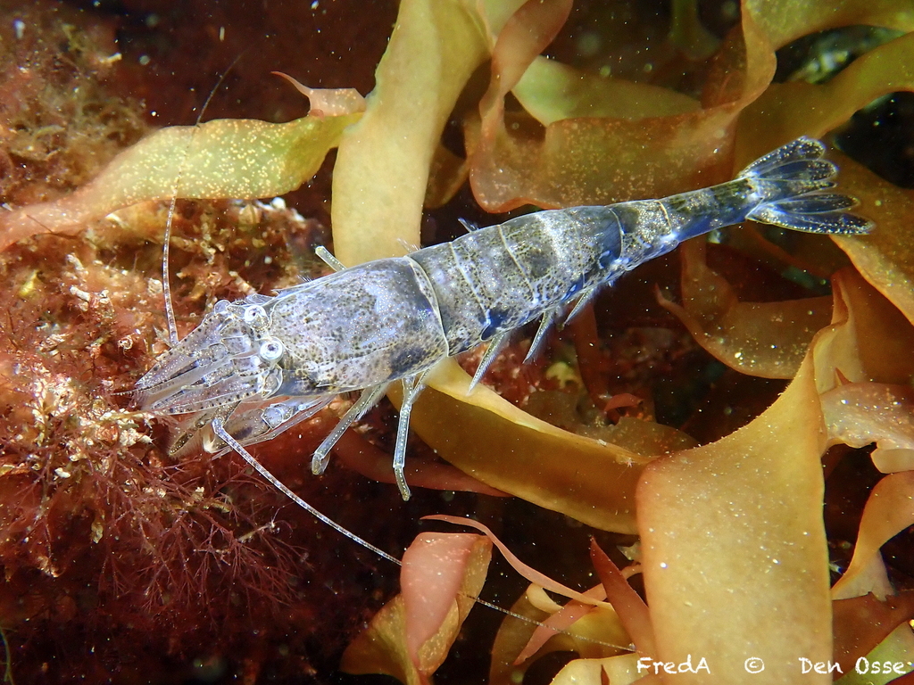 Brown Shrimp