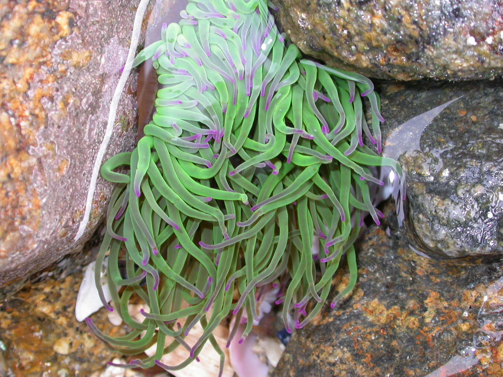 Anémone de mer verte