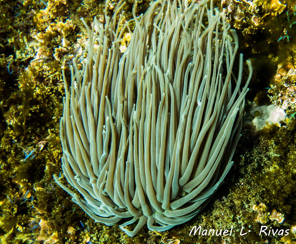 Anémone de mer verte
