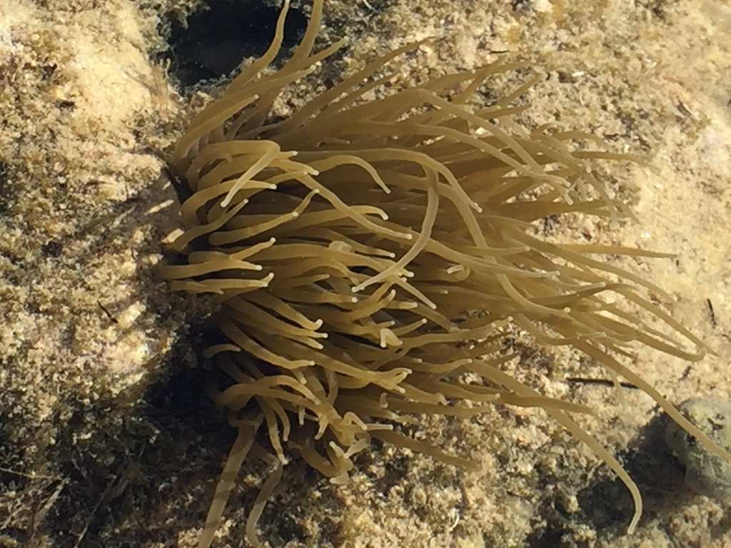 Anémone de mer verte