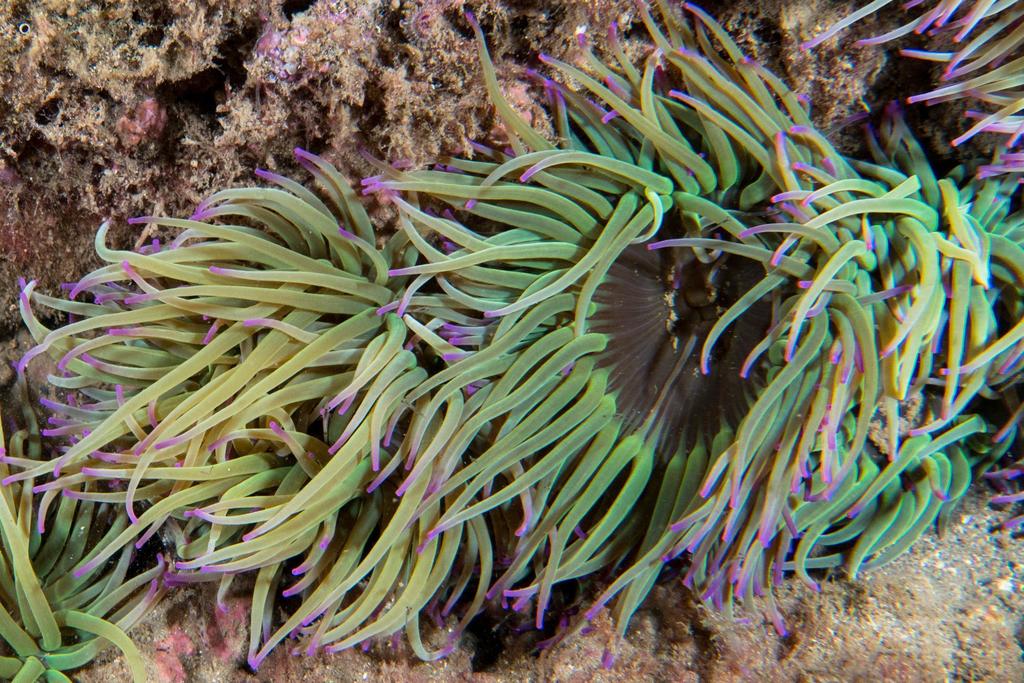 Anémone de mer verte