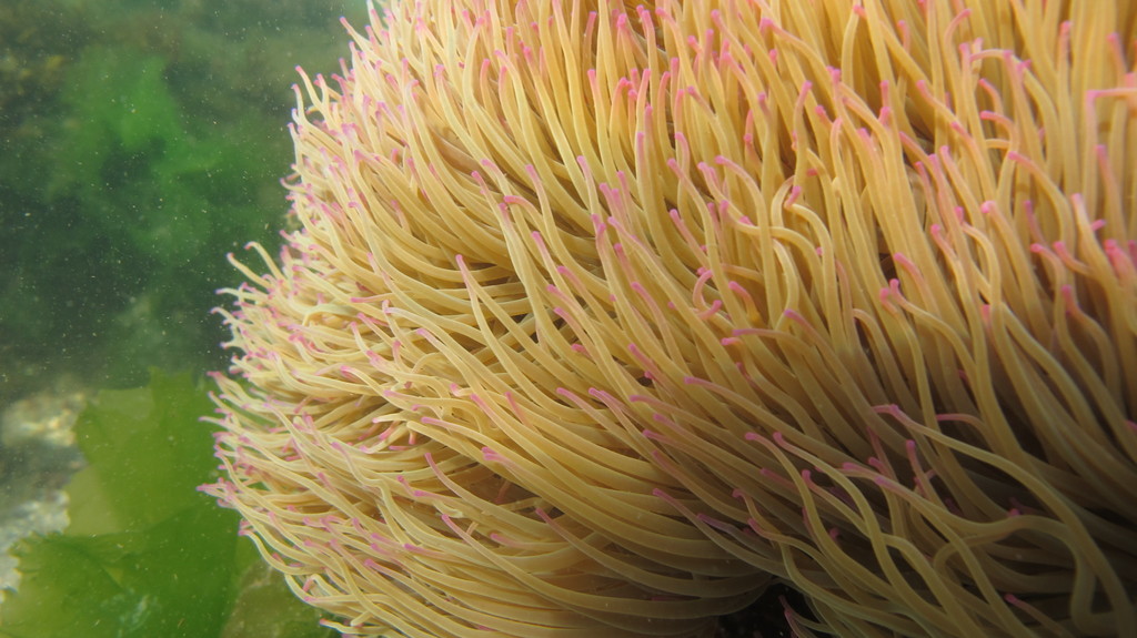 snakelocks anemone