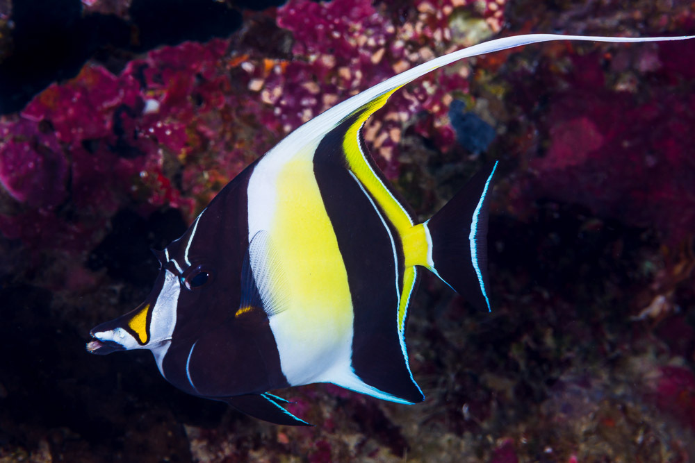 Moorish Idol