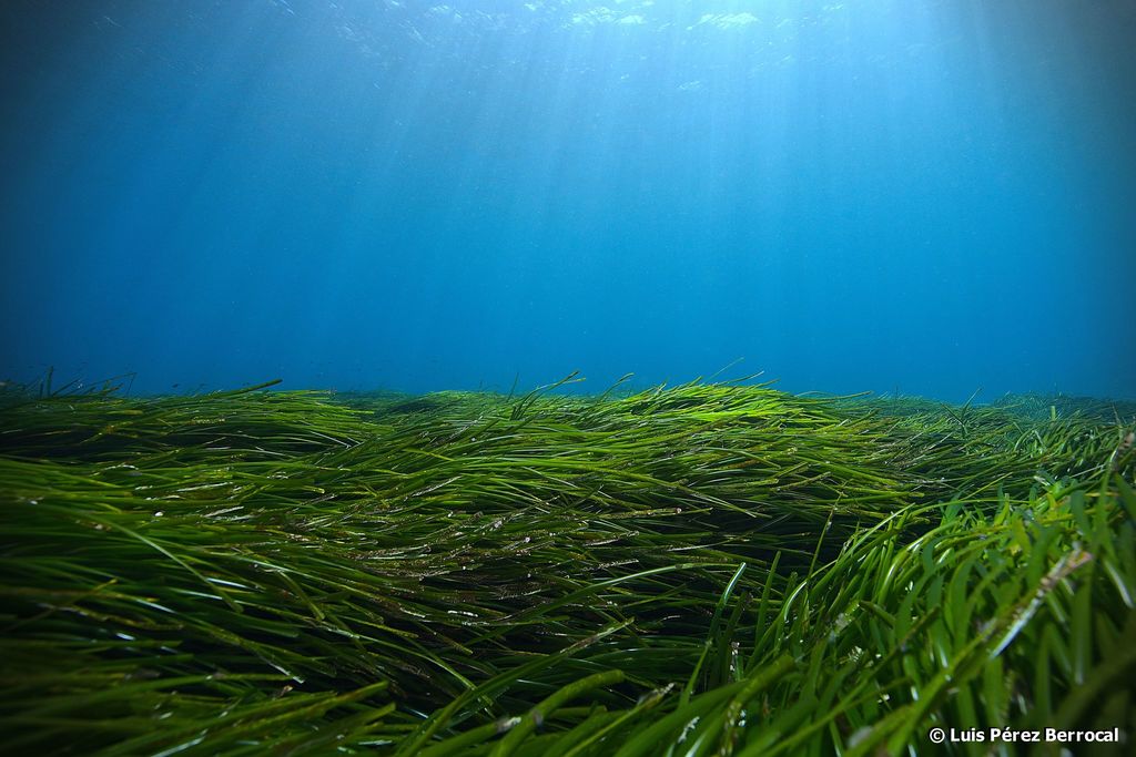 Posidonie de Méditerranée