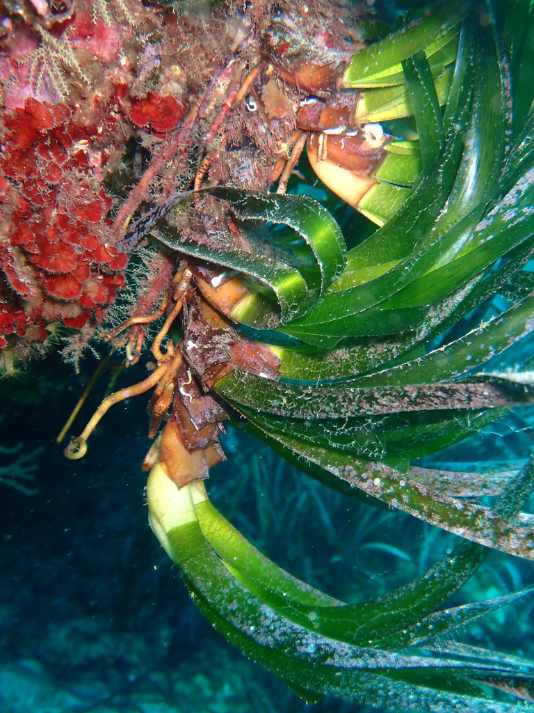Posidonie de Méditerranée