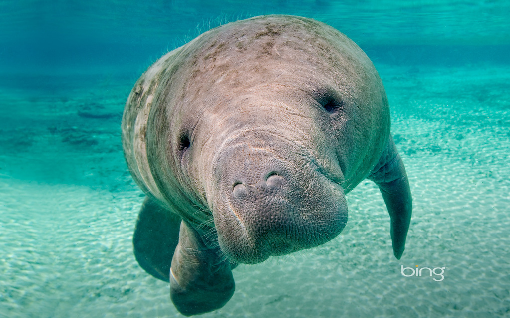 West Indian Manatee