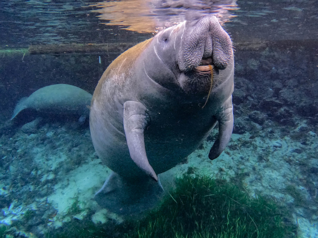 West Indian Manatee