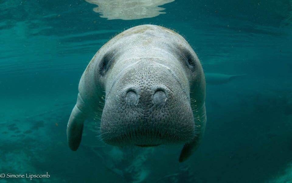West Indian Manatee