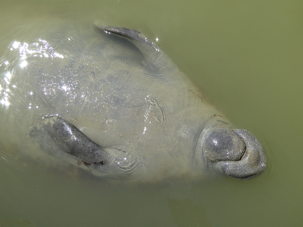 West Indian Manatee