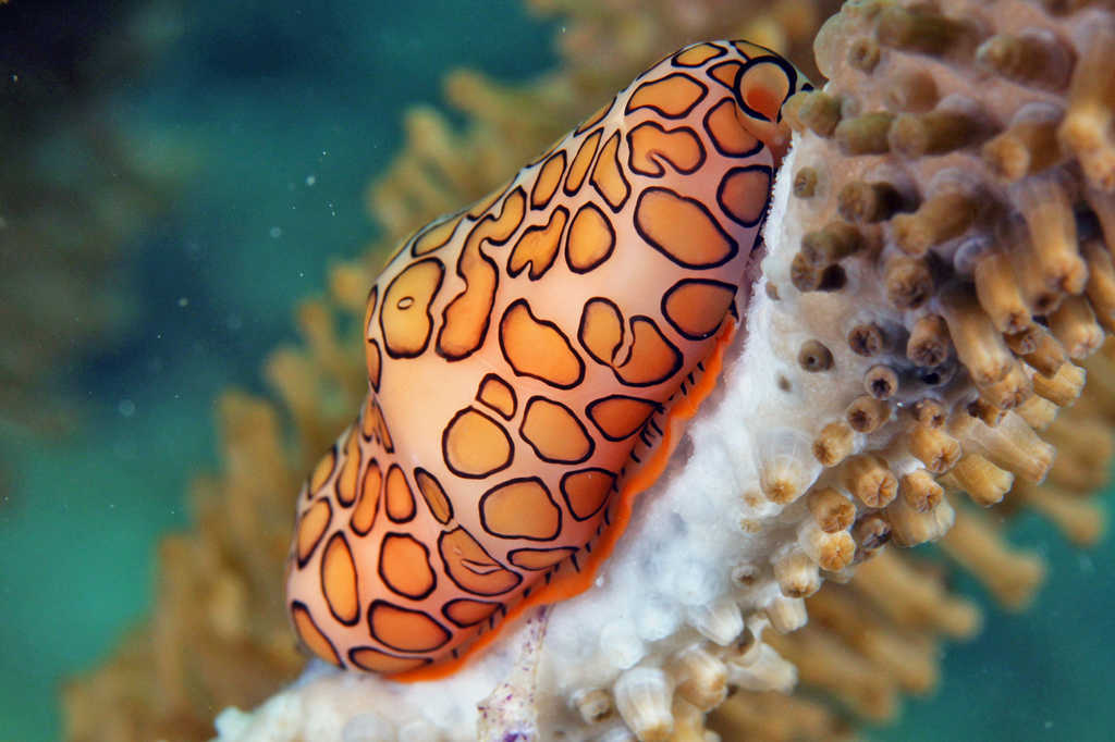Flamingo Tongue Snail