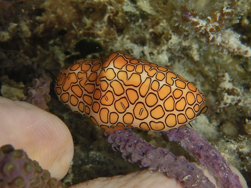 Flamingo Tongue Snail
