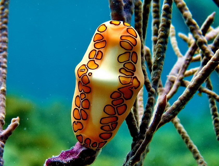 Flamingo Tongue Snail